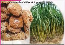 Everyone is crazy about the sweetness of organic jaggery