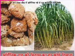 Everyone is crazy about the sweetness of organic jaggery