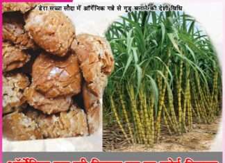 Everyone is crazy about the sweetness of organic jaggery