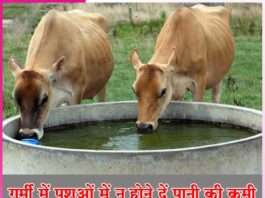Animals Care