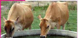 Animals Care