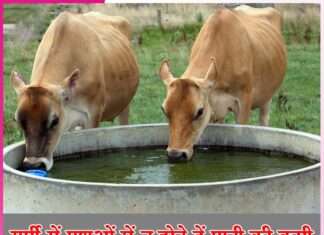 Animals Care