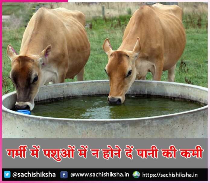 Animals Care