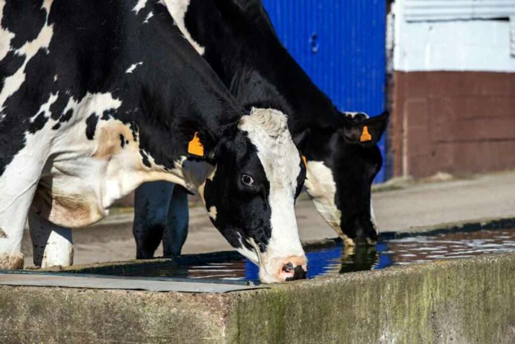 Animals Care