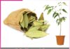 Bay leaves