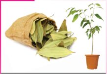 Bay leaves