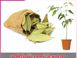 Bay leaves