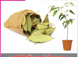 Bay leaves