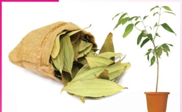 Bay leaves