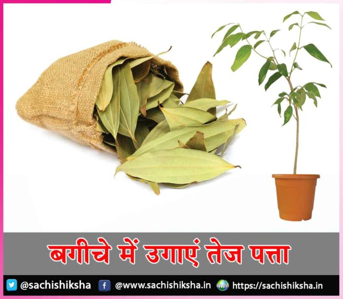 Bay leaves