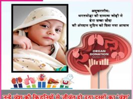 kidney