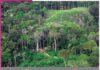 Rainforest