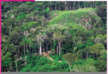 Rainforest