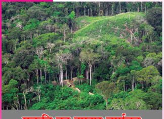 Rainforest