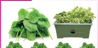 Paalak: गमले में उगाएं पालक Paalak