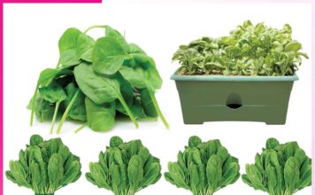 Paalak: गमले में उगाएं पालक Paalak