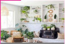 Plants: ऐसे 5 स्पेशल पौधों जो घर की खूबसूरती को बढ़ा देंगे Plants
