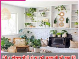 Plants: ऐसे 5 स्पेशल पौधों जो घर की खूबसूरती को बढ़ा देंगे Plants