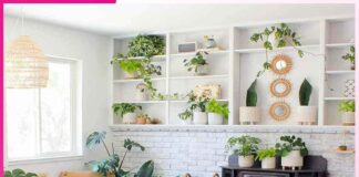 Plants: ऐसे 5 स्पेशल पौधों जो घर की खूबसूरती को बढ़ा देंगे Plants