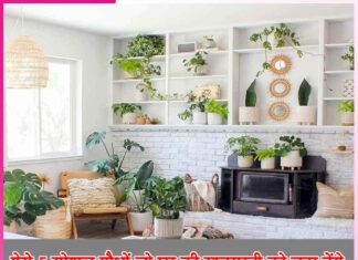 Plants: ऐसे 5 स्पेशल पौधों जो घर की खूबसूरती को बढ़ा देंगे Plants