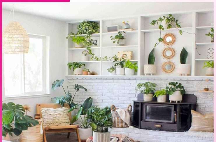 Plants: ऐसे 5 स्पेशल पौधों जो घर की खूबसूरती को बढ़ा देंगे Plants