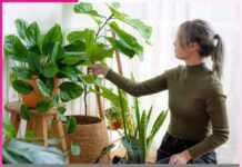 सर्दियों में करें गमलों की देखभाल Take care of pots in winter