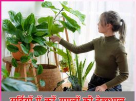 सर्दियों में करें गमलों की देखभाल Take care of pots in winter