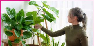 सर्दियों में करें गमलों की देखभाल Take care of pots in winter