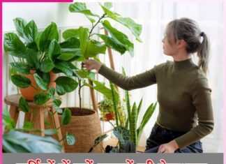 सर्दियों में करें गमलों की देखभाल Take care of pots in winter