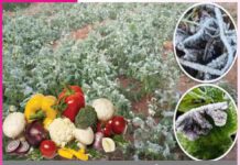 सब्जियों के लिए सिरदर्द है यह ‘पाला’ vegetables