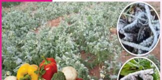 सब्जियों के लिए सिरदर्द है यह ‘पाला’ vegetables