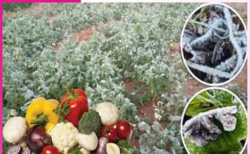 सब्जियों के लिए सिरदर्द है यह ‘पाला’ vegetables