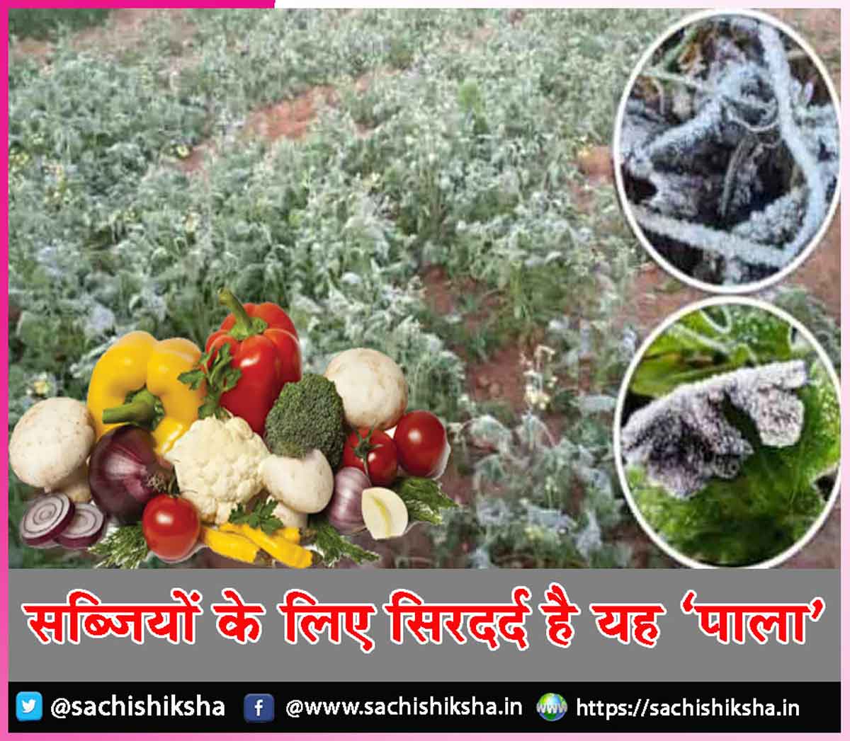 vegetables vegetables