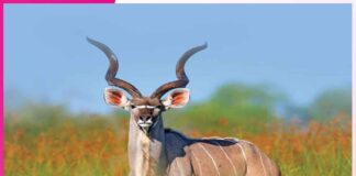 सींग होते हैं पशुओं का प्राकृतिक हथियार Horn weapon