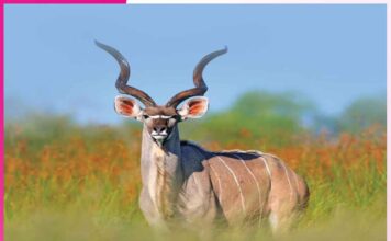 सींग होते हैं पशुओं का प्राकृतिक हथियार Horn weapon