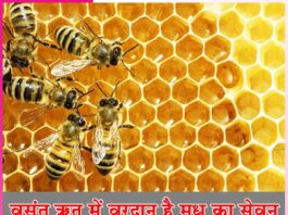 Honey: वसंत ऋतु में वरदान है मधु का सेवन Honey