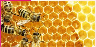 Honey: वसंत ऋतु में वरदान है मधु का सेवन Honey