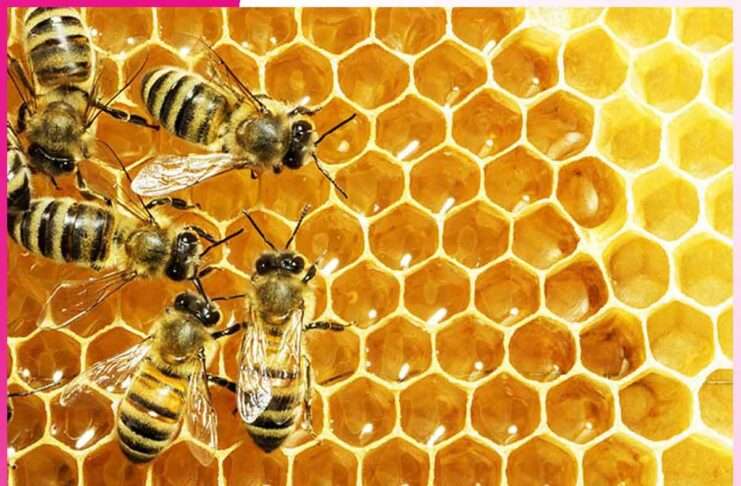 Honey: वसंत ऋतु में वरदान है मधु का सेवन Honey