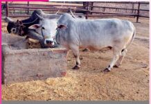 Organic Farming: गौ-आधारित जैविक खेती की ओर लौट रहे किसान Organic Farming