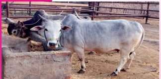 Organic Farming: गौ-आधारित जैविक खेती की ओर लौट रहे किसान Organic Farming