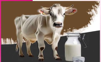 Cow’s milk: औषधीय गुणों से भरपूर है गाय का दूध Cow's milk