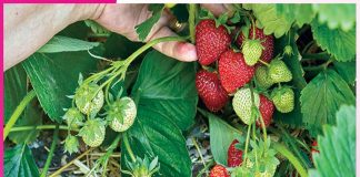 Strawberry Farming