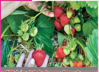 Strawberry Farming