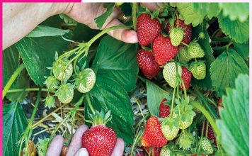 Strawberry Farming