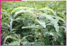 Green Manure