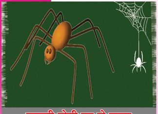 spider