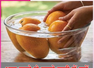 Mango: आम खाने से पहले पानी में रखें Mango