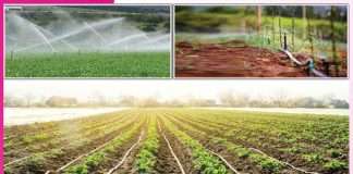 Modern irrigation: आधुनिक सिंचाई ड्रिप-स्प्रिंकलर सिस्टम Modern irrigation