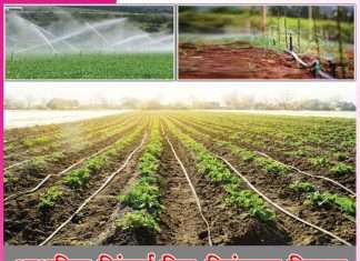 Modern irrigation: आधुनिक सिंचाई ड्रिप-स्प्रिंकलर सिस्टम Modern irrigation