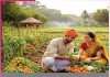 Organic farming: कम लागत में आमदनी बढ़ाने का जरिया जैविक खेती Organic farming